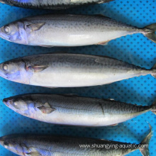 Frozen Mackerel Size 150 200 400g Iqf